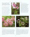 Pelargoniums: An Illustrated Guide to Varieties, Cultivation and Care
