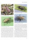 Handbook of Turfgrass Insects