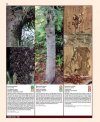 Insects and Diseases Damaging Trees and Shrubs of Europe