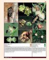 Insects and Diseases Damaging Trees and Shrubs of Europe