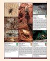 Insects and Diseases Damaging Trees and Shrubs of Europe