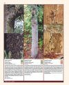 Insectes Ravageurs et Maladies des Arbres et Arbustes d'Europe