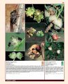 Insectes Ravageurs et Maladies des Arbres et Arbustes d'Europe