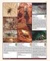 Insectes Ravageurs et Maladies des Arbres et Arbustes d'Europe