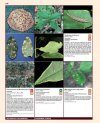 Insectes Ravageurs et Maladies des Arbres et Arbustes d'Europe