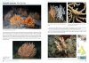 Sea Anemones and Corals of Britain and Ireland