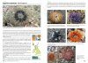 Sea Anemones and Corals of Britain and Ireland
