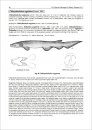Sharks, Batoids and Chimaeras of the North Atlantic