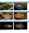 Encyclopaedia of Exotic Tropical Fishes for Freshwater Aquariums