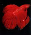 Encyclopaedia of Exotic Tropical Fishes for Freshwater Aquariums