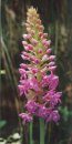 A Guide to Finding Orchids in Berkshire, Buckinghamshire & Oxfordshire