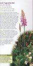 A Guide to Finding Orchids in Berkshire, Buckinghamshire & Oxfordshire