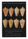 The Cone Shells of Florida
