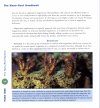 The Nano-Reef Handbook