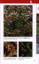 Trees & Shrubs of Newfoundland and Labrador