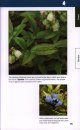 Trees & Shrubs of Newfoundland and Labrador