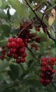Edible Plants of Atlantic Canada