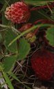 Edible Plants of Newfoundland and Labrador