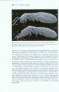 Insect Morphology and Phylogeny