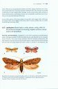 Insect Morphology and Phylogeny