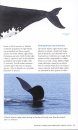 Whales and Dolphins: Atlantic Canada & Northeast United States