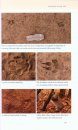 Mammals of Southern Africa and their Tracks & Signs 