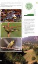 Vögel der Alpen: Der Bestimmungsführer für alle Arten [Birds of the Alps: Identification Guide for all Species]