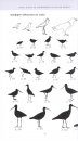 Field Guide to Shorebirds of South Africa