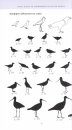 Field Guide to Shorebirds of South Africa