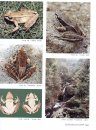 Colored Atlas of Chinese Amphibians and Their Distributions  [Chinese]