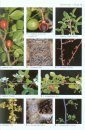 Field Guide to Trees of Southern Africa