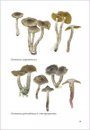 Fungi non Delineati 62: Cortinaires de France [Cortinarius of France]