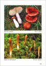 Fungi non Delineati 63-64: Funghi Rari, Critici o Interessanti dalla Finlandia [Rare, Endangered and Interesting Mushrooms from Finland]