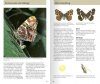 Welcher Schmetterling ist das? [The Kosmos Guide to Butterflies]