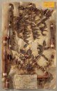 Das Herbarium der Entdecker [Explorers' Botanical Notebook]