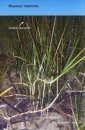 Estuary Plants and What's Happening to Them in South-east Australia