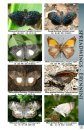 Butterflies of Central America, Volume 3: Hesperiidae, The Skippers