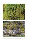 Flore des Bryophytes du Québec-Labrador, Volume 3: Mousses, Deuxième Partie [Bryophyte Flora of Quebec Labrador, Volume 3: Mosses, Part 2]