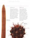Cacti: An Illustrated Guide to Varieties, Cultivation and Care