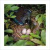 Tui: A Nest in the Bush