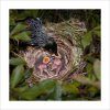 Tui: A Nest in the Bush