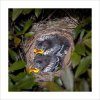 Tui: A Nest in the Bush