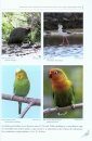 Las Aves de Canarias [The Birds of the Canary Islands]