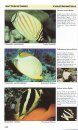 Indian Ocean Reef Guide
