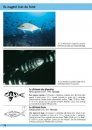 Guide d'Identification des Poissons Marins: Europe et Méditerranée [Europe and Mediterranean Marine Fish Identification Guide]