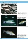 Guide d'Identification des Poissons Marins: Europe et Méditerranée [Europe and Mediterranean Marine Fish Identification Guide]