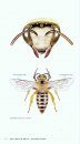 Field Guide to the Common Bees of California