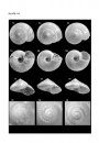 Palaeontos 3:  The Early Pliocene Gastropoda (Mollusca) of Estepona, Southern Spain, Part 1: Vetigastropoda
