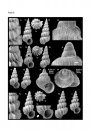 Palaeontos 10: The Early Pliocene Gastropoda (Mollusca) of Estepona, Southern Spain, Part 6. Triphoridae, Epitonioidea, Eulimoidea