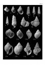 Palaeontos 15: The Molluscan Fauna of the Late Oligocene Branden Clay, Denmark / Otoliths from the Late Oligocene Branden Clay, Denmark